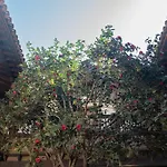 La Casa De La Camelia Ξενοδοχείο Σαν Κριστόμπαλ ντε Λα Λαγούνα