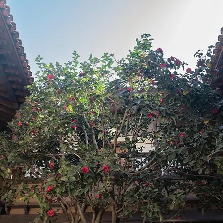La Casa De La Camelia Szálloda La Laguna